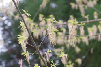 ネグンドカエデ　雄花の画像