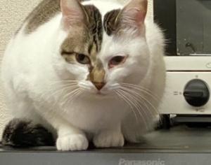 逸走719猫
