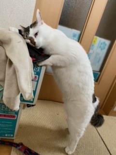 逸走719猫2