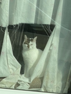 逸走719猫3