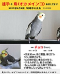 オカメインコ