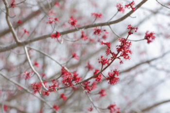 ハナノキ 雄花の画像