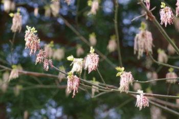 ネグンドカエデ　雄花の画像