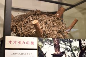 オオタカの巣