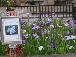 ハナショウブ