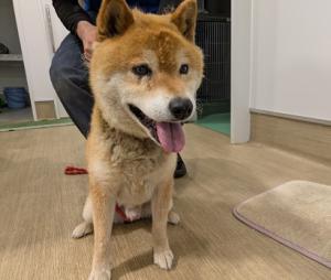 公表167犬1