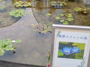 熱帯スイレン