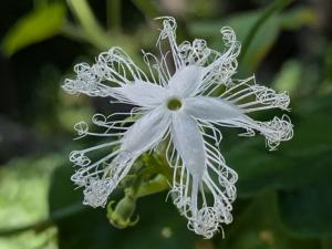 ヘビウリ花
