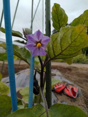 なすの花の写真