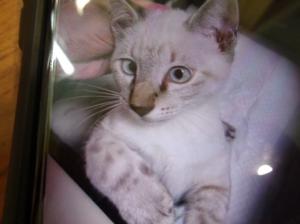 保護278猫1