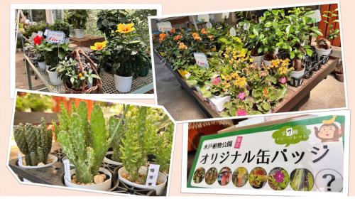ガーデンショップおすすめ商品2