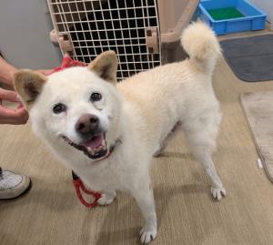 公表170犬1	　　　　　　