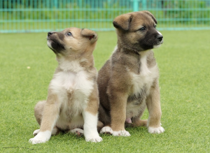子犬