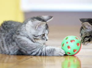 子猫
