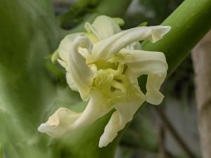 パパイヤの花