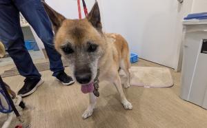 公表171犬