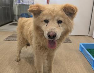 公表172犬