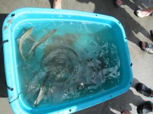 捕れた魚やカニがいっぱい桶に入っている写真です