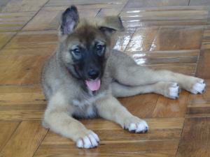 譲渡犬39全身写真①
