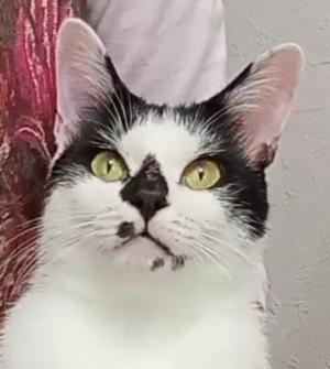 保護284猫