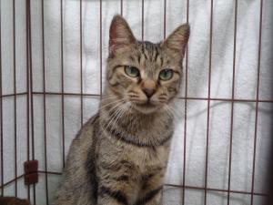 譲渡猫43全身写真