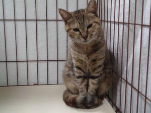 譲渡猫44全身写真