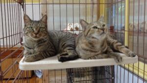 譲渡猫43,44写真②