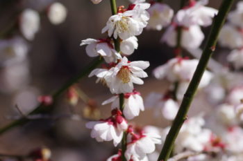 ウメ '八重海棠'の画像