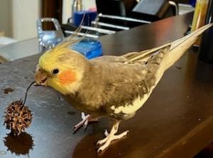 逸走741オカメインコ