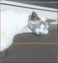 逸走742②