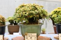 いわひば展