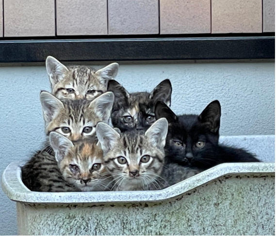 動物愛護ネットワークの写真です