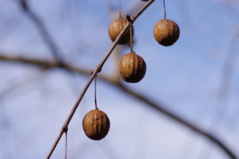 ハンカチノキの画像