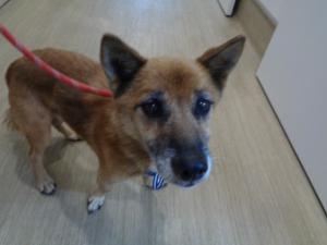 公表173犬正面