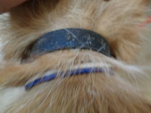 公表173犬首輪