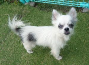 譲渡犬44写真②
