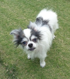 譲渡犬43写真②