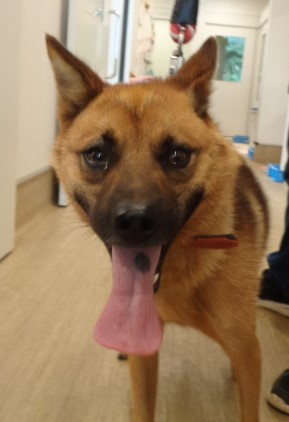 公表174犬顔