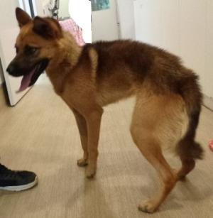 公表174犬横