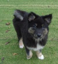 譲渡会参加犬①