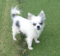 譲渡会参加犬③