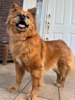 犬