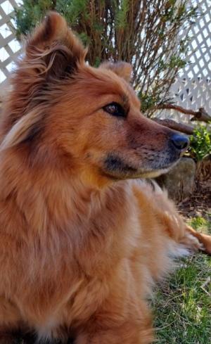犬