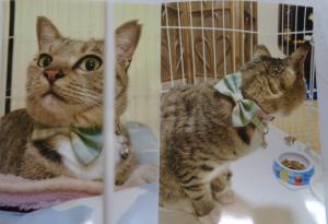 保護288猫