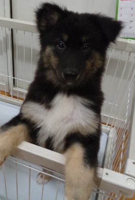 譲渡犬49顔写真