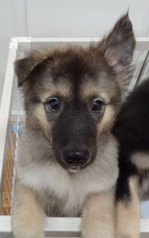 譲渡犬50顔写真