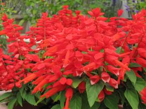 スプレンデンス