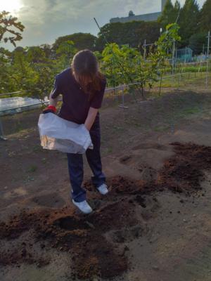 畑に牛ふんを撒く様子
