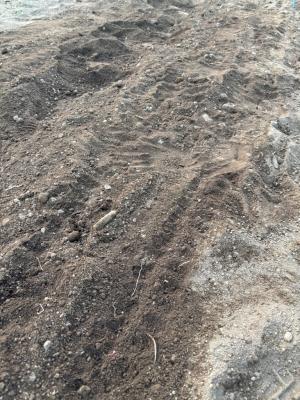 種をまき終えた畑の様子