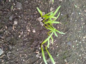 ホウレンソウの芽の写真